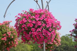 rosa fiore decorazione sospeso casa decorazione foto