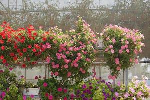 rosa fiore decorazione sospeso casa decorazione foto