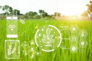 concetto, uso di tecnologia per Aiuto gestire, analizzare, controllo agricolo produzione, IoT foto