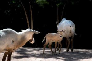 lungo corna africano antilope ritratto foto