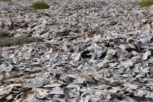 mille di diverso conchiglie su il spiaggia foto