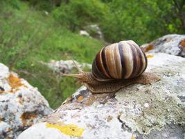 lumaca strisciando su il pietra foto