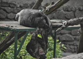 ridendo giovane scimpanzé a il zoo foto