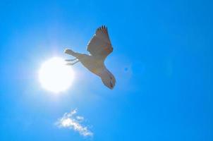 gabbiano cascate giù contro il cielo e sole foto