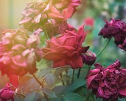 rosso germoglio di un' fioritura rosa nel il giardino