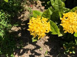 giallo ixora fiori a pieno fioritura foto
