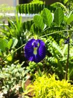 selettivo messa a fuoco di Clitoria ternatea o kembang telang o asiatico pigeonwings foto