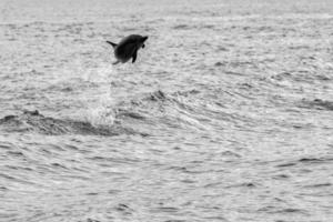 delfino mentre salto nel il in profondità blu mare foto