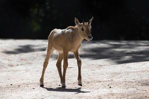 lungo corna africano antilope ritratto foto