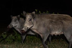 adulto madre selvaggio cinghiale mangiare pane a notte foto