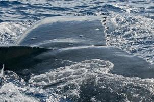 gobba balena molto vicino vicino su dettaglio nel polinesiano mare foto