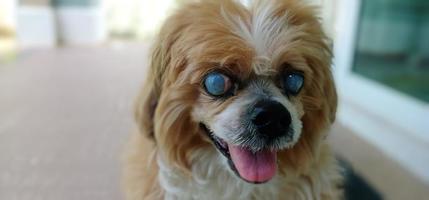 avvicinamento foto di un' lhasa apso cane con cataratta.