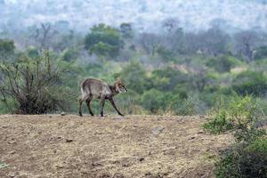 giovane neonato waterbuck antilope nel kruger parco Sud Africa foto