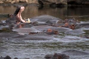 ippopotami combattente nel kruger parco Sud Africa foto