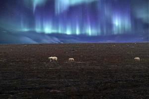 polare orso madre e bambino nel svalbard su settentrionale luci sfondo foto
