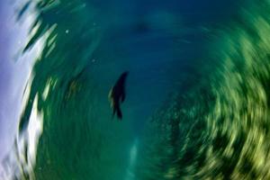 torcere mossa effetto pittorico foca californiano mare Leone In arrivo per voi foto