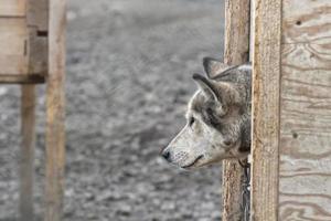 svalbard slitta cane azienda agricola foto