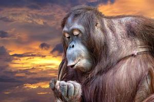 orangutan scimmia vicino su ritratto mentre fischio foto