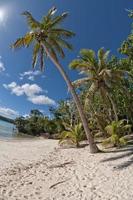 polinesiano Paradiso bianca sabbia spiaggia con Noce di cocco albero foto
