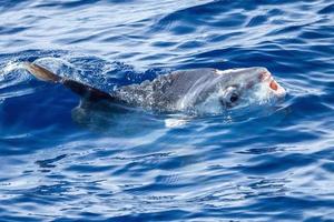 sunfish su mare superficie mentre mangiare velella Medusa foto