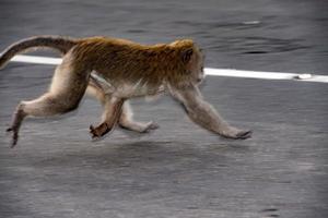 Indonesia macaco scimmia scimmia vicino su ritratto foto