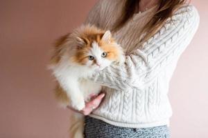 carino soffice persiano giovane gatto si siede nel il mani di un' donna foto