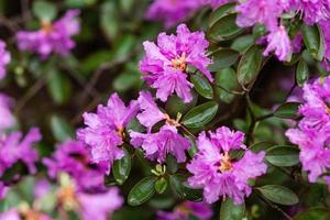 fioritura arbusti con luminosa rosa fiori, rosa rododendro foto