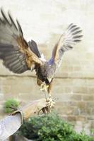 aquila falconeria nel strada foto