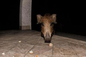 neonato cucciolo giovane selvaggio cinghiale mangiare pane a notte foto