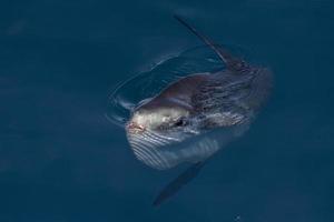 sunfish su mare superficie mentre mangiare velella Medusa foto