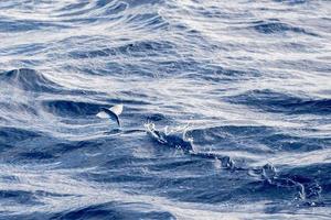 volante pesce al di sopra di blu oceano foto