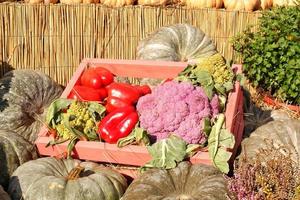 biologico zucca e verdura nel di legno scatola su agricolo giusto. raccolta autunno tempo concetto. giardino autunno naturale pianta. ringraziamento Halloween arredamento. festivo azienda agricola rurale sfondo. vegano cibo. foto