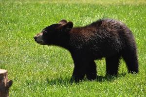 provvisorio nero orso cucciolo passo foward con cautela foto