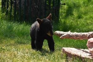 curioso bambino nero orso vicino un' caduto albero foto