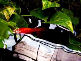 colorato pesce rosso e acqua fiori foto