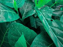 verde le foglie quello siamo bagnato perché essi erano schizzato di acqua piovana, vicino su foto