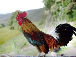 avvicinamento vista laterale di un' colorato maschio gallo Gallo in piedi, rosso, verde, bianca, Marrone e nero colore, sfocato sfondo foto