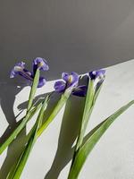 blu iris fiore. fresco iridi con margherite foto