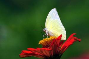 bianca farfalla su rosso fiore, verde sciolto sfondo foto