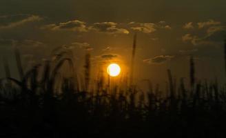 il sole su il arancia cielo nel il mattina foto