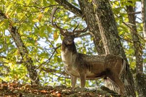 maschio maggese cervo nel amore stagione nel il foresta nel autunno foto