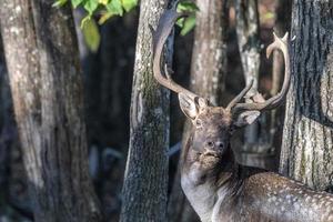 maschio maggese cervo nel amore stagione nel il foresta nel autunno foto