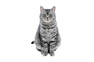 3061 grigio gatto isolato su un' trasparente sfondo foto
