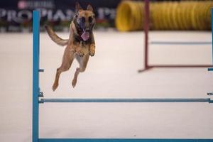 cane mentre salto ostacolo a agilità concorso foto