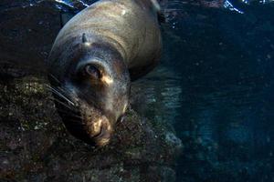 mare Leone foca subacqueo mentre immersione galapagos foto