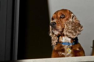 un' giovane cocker spaniel guardare a voi a partire dal il balcone foto