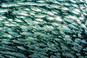 sardina scuola di pesce subacqueo foto