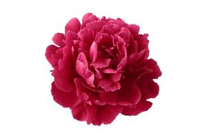 7334 rosa fiore isolato su un' trasparente sfondo foto