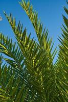 verde rami di un' palma albero avvicinamento contro il blu cielo, verticale cartolina per palma domenica, idea per un' cartolina o sfondo, terra giorno foto