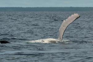 gobba balena nel tonga, polinesia Paradiso foto